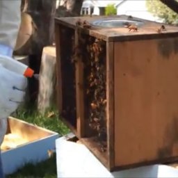 Spraying down package bees