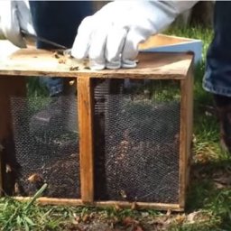 Opening the top of package bees with a hive tool