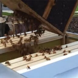 Moving bees from the package into the hive