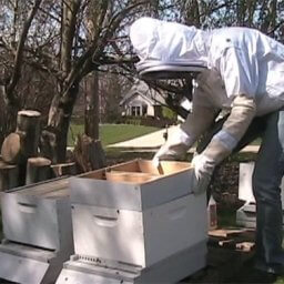 Placing a feeder box in a new bee hive