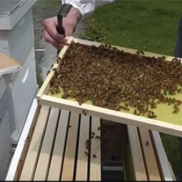Inspecting frames in a new bee hive