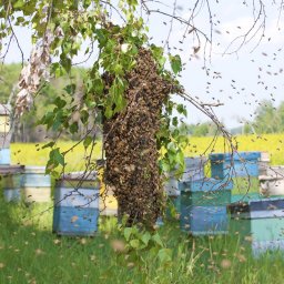 swarm of honeybees on branch