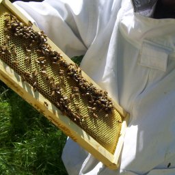 Purchasing Established Hives: inspecting a honey super frame