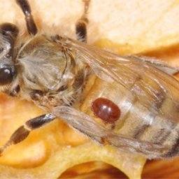 Bee with Varroa Mite