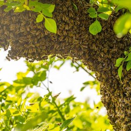 Swarm of bees on tree
