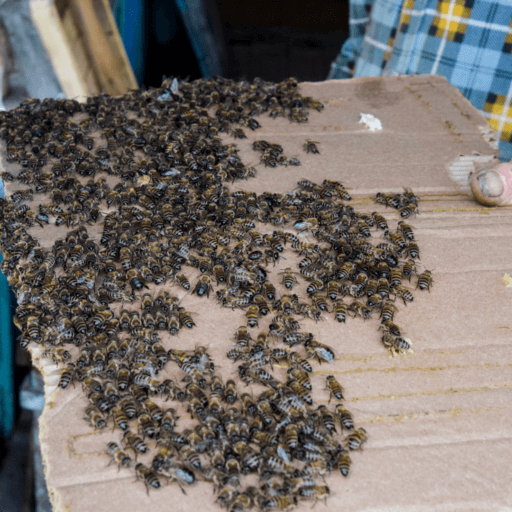 swarms outside a nuc box