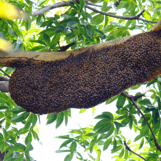swarms in the trees